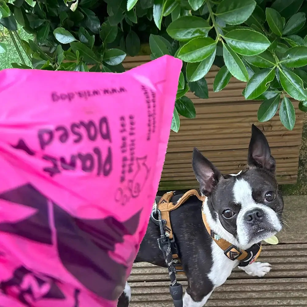 W'ZIS compostable dog poo bags in use while walking a dog